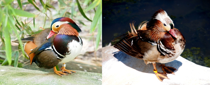[Two images spliced together. On the left the duck stands with its head turned back toward its body. It has a white stomach with tan, green-brown, blue, and maroon on its back. It has patches of all those colors on its head. The duck has a pink-red beak and a dark eye in the middle of a light-tan section. On the right is a bird facing to the right. It is shades of brown and white with a bit of rust color on its chest. There are no blues or greens visible.]